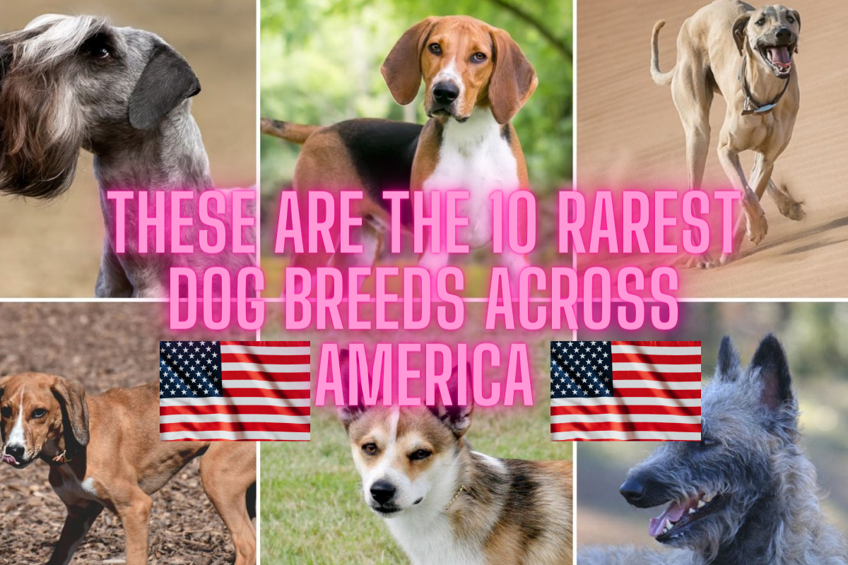 These Are the 10 Rarest Dog Breeds Across America